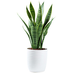 Snake plant tree in a white pot