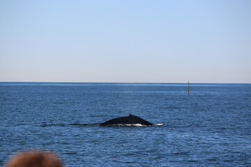 Fototapeta premium whale watching in california 