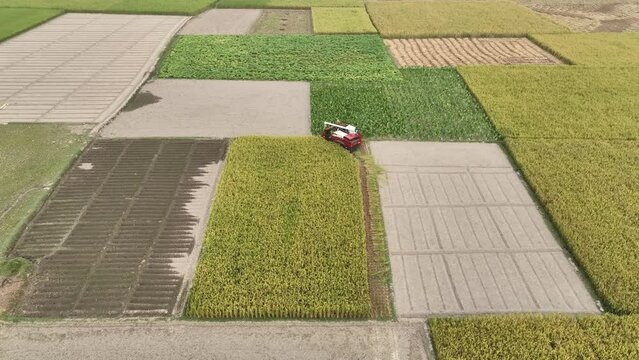 Aerial view of Harvester machines working in rice field. Combine agriculture machine harvesting golden ripe rice field. 4k high quality
