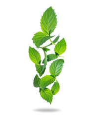 Fresh mint leaves in the air closeup isolated on white background