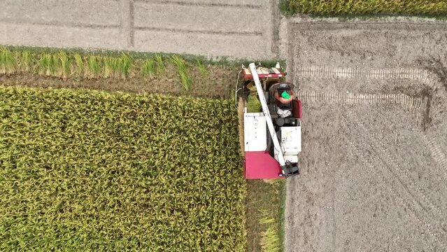 Harvester machine to harvest rice field working in Bangladesh. harvesting rice paddy field in central Bangladesh. 4k High quality
