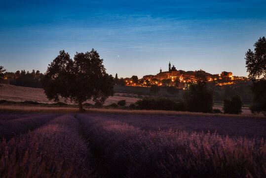 Lavanda di notte