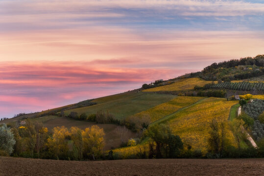 Autunno in vigna