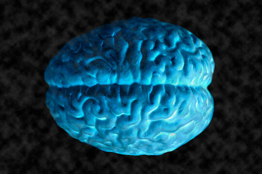 Human brain anatomical model on black background