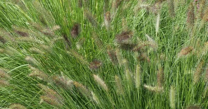 Pennisetum alopecuroides | Panicules plumeuses d'herbe aux &eacute;couvillons &agrave; &eacute;pillets aux reflets rose et blanc-verd&acirc;tre sur tiges &eacute;rig&eacute;es au feuillage vert sombre se balan&ccedil;ant dans un l&eacute;ger vent