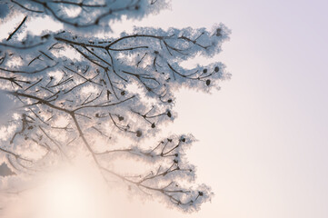 Winter nature background with branches in snow and sunlight