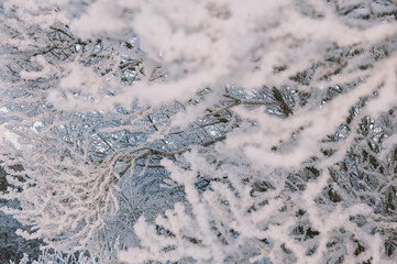 Winter background with frozen branches in snow