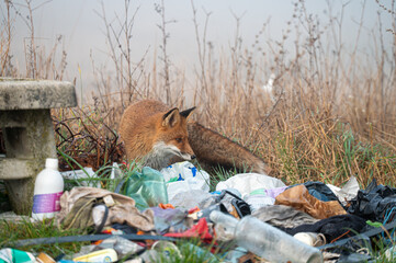 Fuchs stöbert im Müll