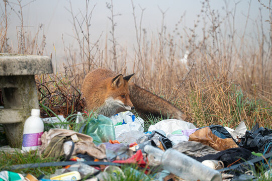 Fuchs st&ouml;bert im M&uuml;ll
