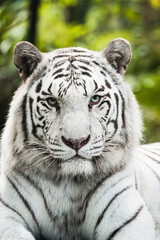 Portrait d'un magnifique Tigre Blanc 