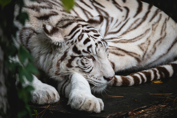 Portrait d'un magnifique Tigre Blanc 