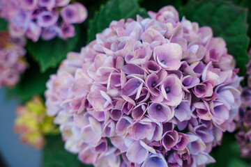 Beautiful hydrangeas in summer in the park