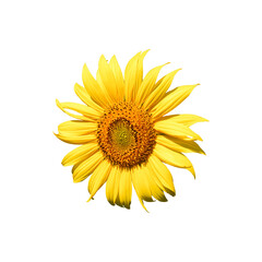 A yellow sunflower in vivid detail, with its vibrant petals and brown center, beautifully juxtaposed against the clean, white backdrop, reflecting the natural freshness and allure of this flower.