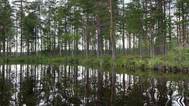 Lake shore with pine forest, view from the water