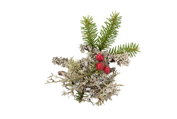 Christmas element. Composition fir branch, moss, rose hips isolated on transparent background