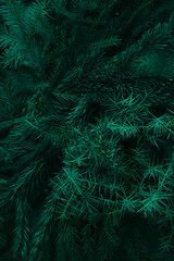 Christmas tree nature green background. Pine branches, needles top view. December mood concept. Spruce branch with needle of different varieties.