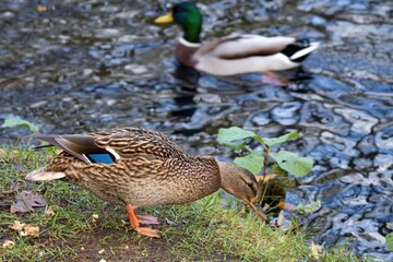 A pair of mallard ducks on the lake shore. male and female duck. Selective focus.