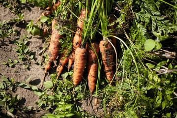 The carrot crop lies on the ground.