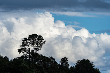 Cotton-like clouds in the blue sky with trees and plants in the foreground.