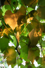 Photographic presentation of the vine leaf
