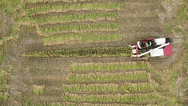 Top view harvester car machine to harvest rice field tree working in Bangladesh. 4k high quality