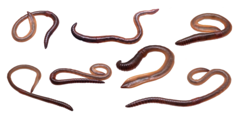 earthworm on white isolated background