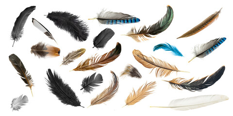 set of feathers isolated