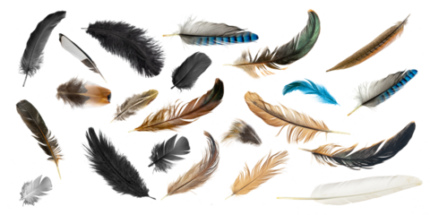 set of feathers isolated