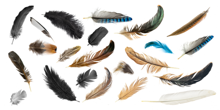 set of feathers isolated