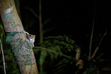 Frog resting in Tree in Amazon rainforest