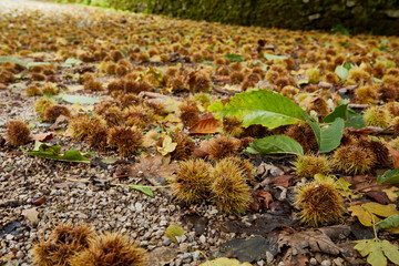 On a driveway in the North Yorkshire Dales, a carpet of ripe sweet chestnuts blown down by storm Babet. England, UK