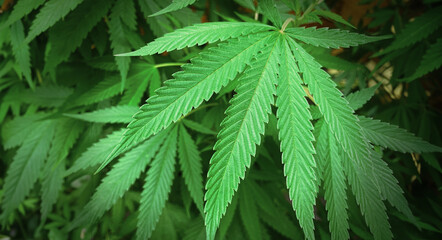 Full frame shot of Green Cannabis Marijuana leafs, Medical marijuana cultivation
