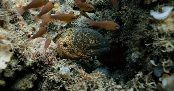 Close view of yellow moray and some colorful fishes.
