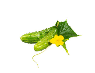 Cucumber with leafs and flowers  on white
