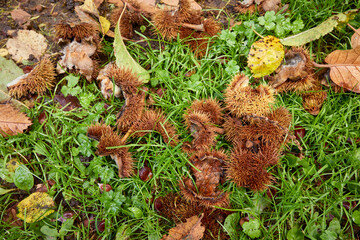 On a driveway in the North Yorkshire Dales, a carpet of ripe sweet chestnuts blown down by storm Babet. England, UK