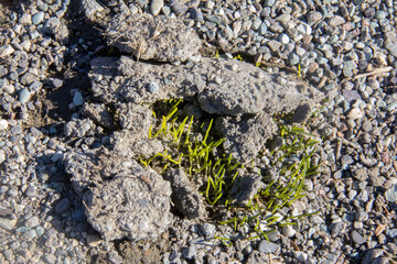 The leaves of different plants in the winter season each have their own shape and image