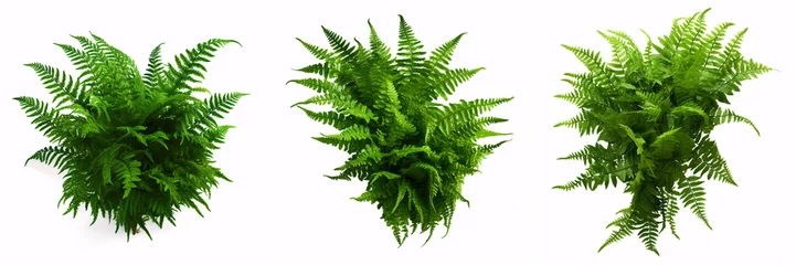 Fotobehang A cascading Fishtail or forked giant sword fern (Nephrolepis spp.) with lush green foliage is isolated on a white background, ideal for shading garden landscapes. © ckybe
