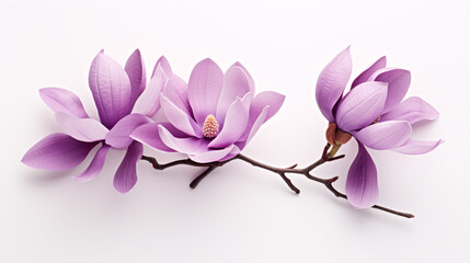 A violet Magnolia felix isolated on a white backdrop.