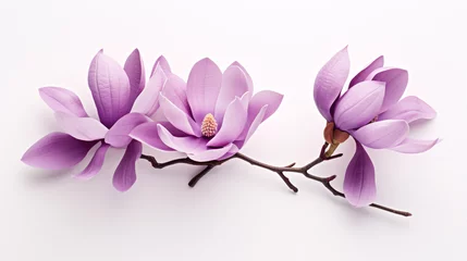 Foto op Canvas A violet Magnolia felix isolated on a white backdrop. © ckybe