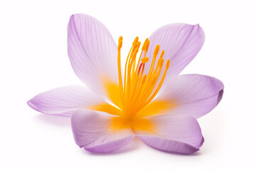 Obraz premium A Crocus sativus bloom, with its saffron hue, stands out starkly on a white backdrop.