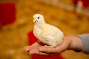 young yellow chicks in industrial breeding farm