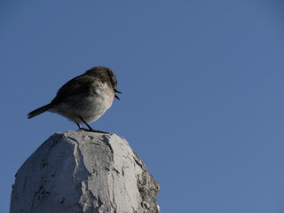 A tec tec bird or endemic reunion stonechat singing on top of a statue