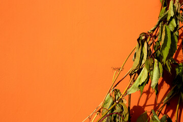 A branch of a plant with dry leaves on the background of the wall. The sun illuminates the branch...