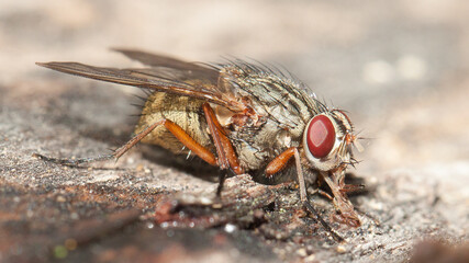 fly on leaf