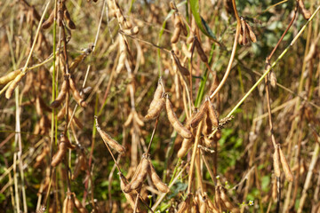 Soybeans before harvest