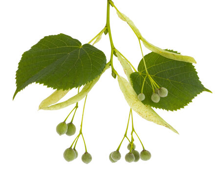 Fruits du tilleul