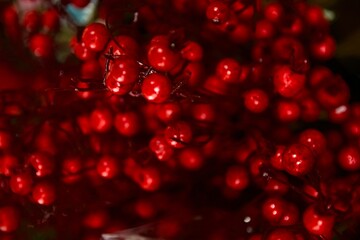 pomegranate macro