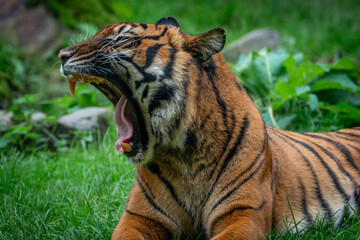 tiger in the zoo