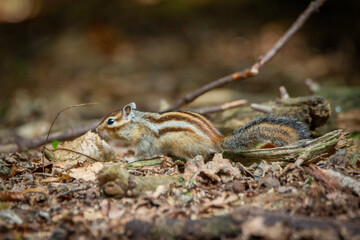 squirrel in the forest