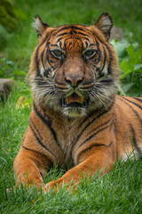 tiger in the zoo